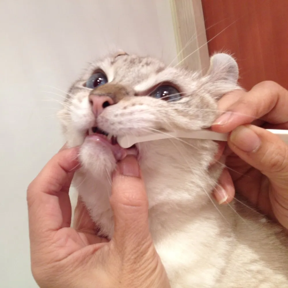 Mind Up Nyanko Care Toothbrush Micro Head For Cats