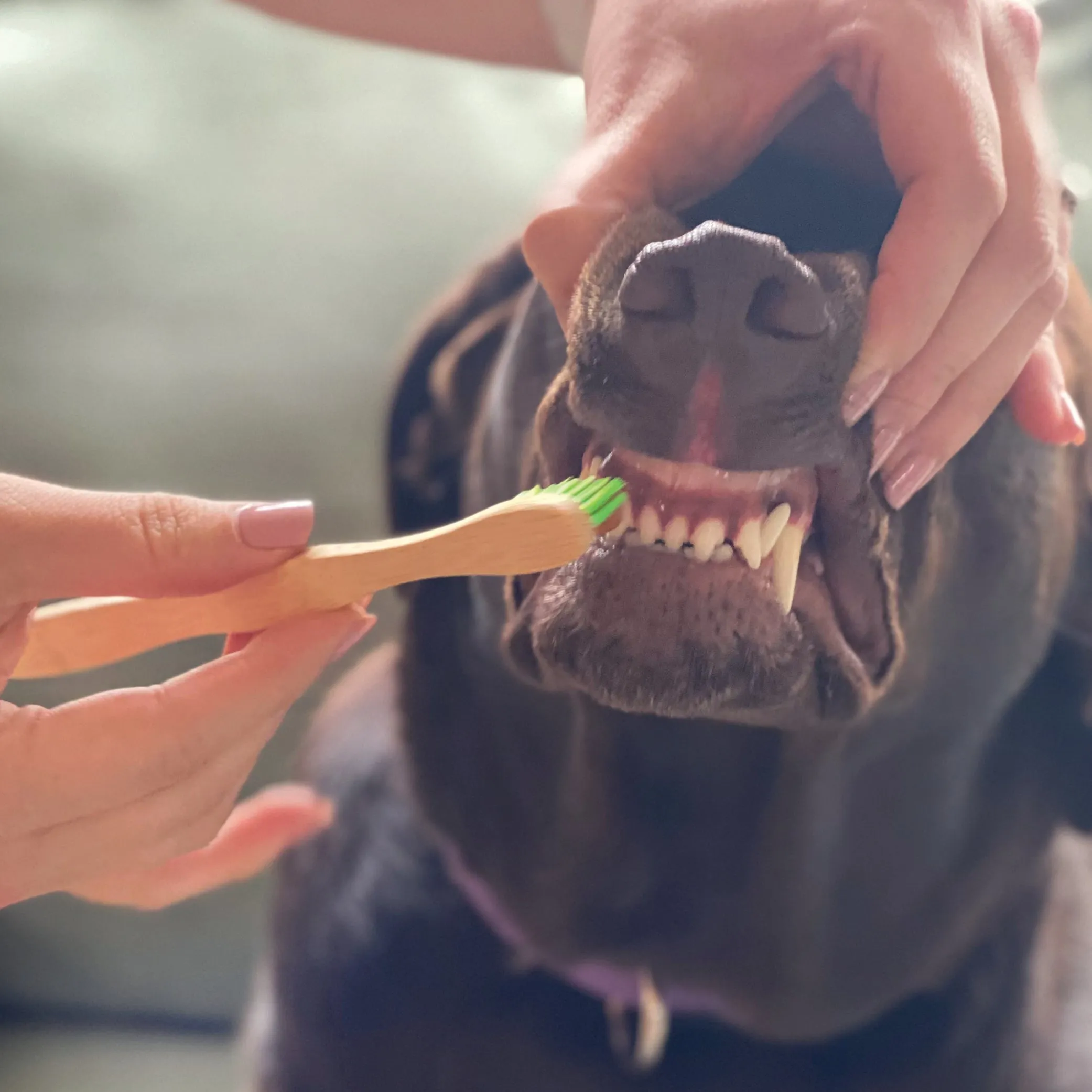 Tooth Gel and Bamboo Toothbrush for Large Dogs - Organic Dental Solutions®